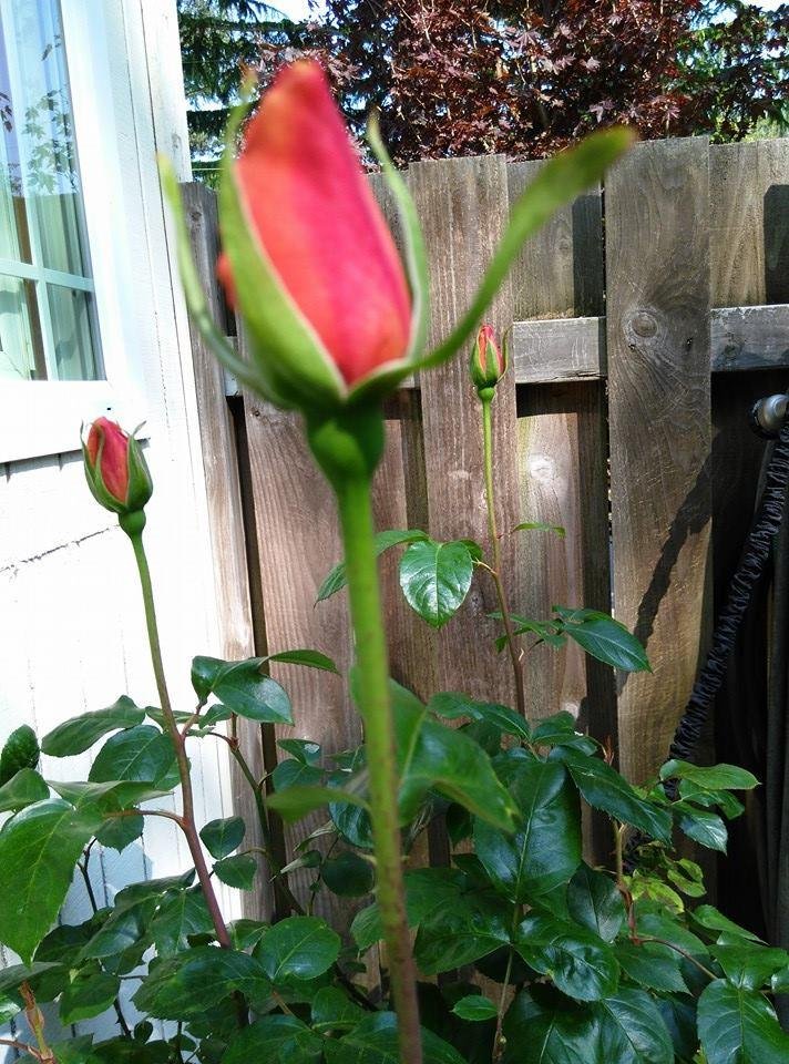 Roses in April!