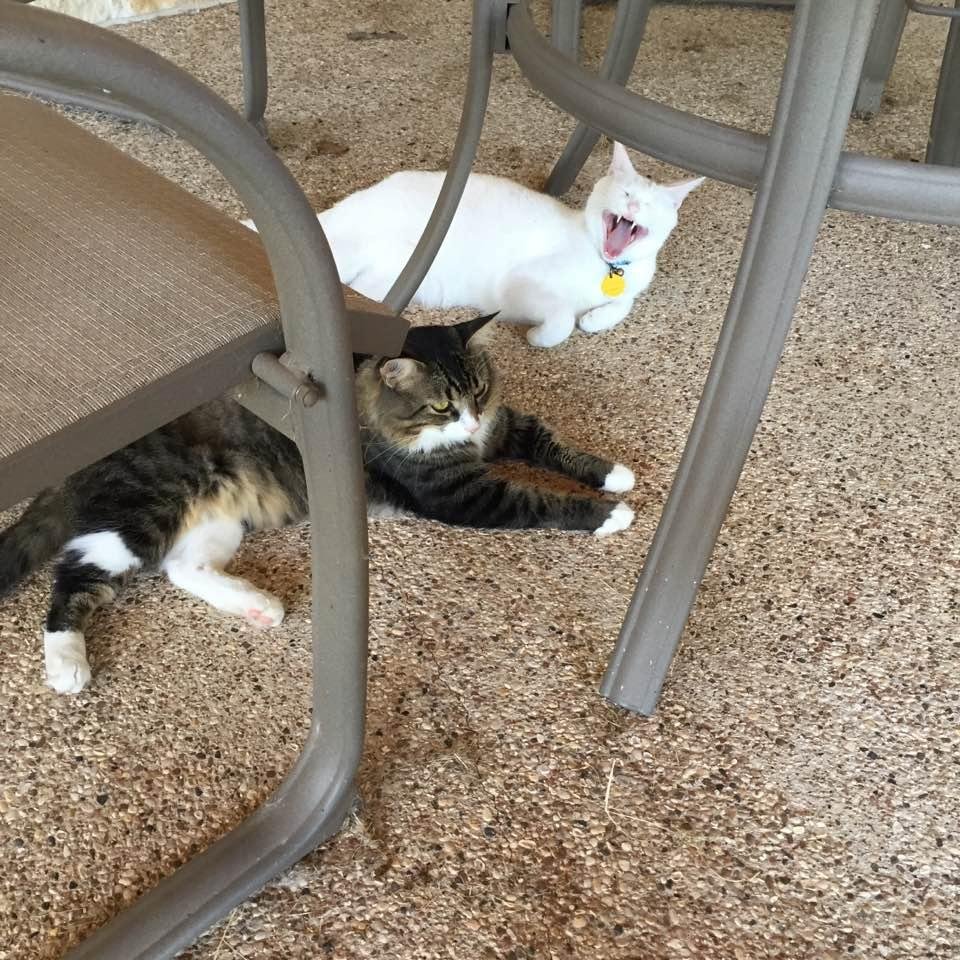 My cats on guard duty.