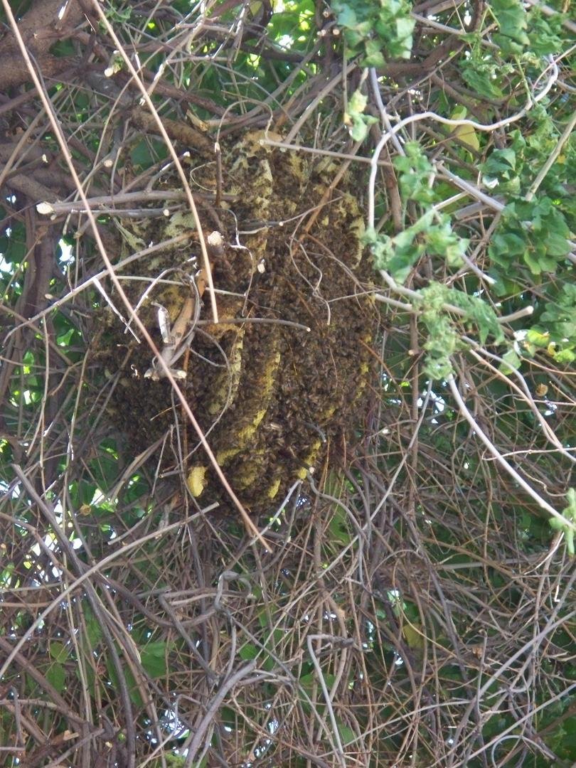 Steve North's album, The Bee Invasion