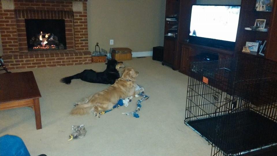 Casey and Bella watching "The Secret Life of Dogs" on Nat Geo.