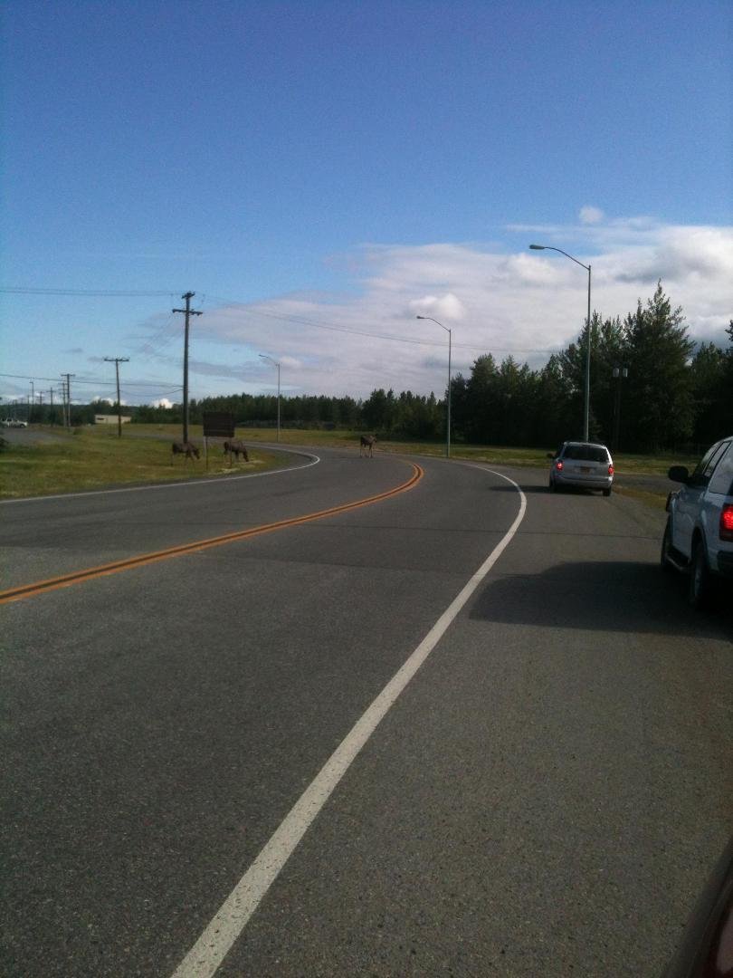 OMG everyone pull over there are three Moose along the road.