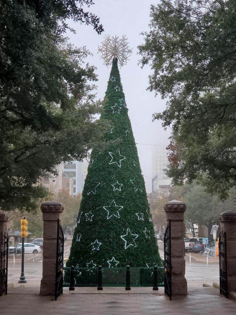 The Texas Capitol Tree.