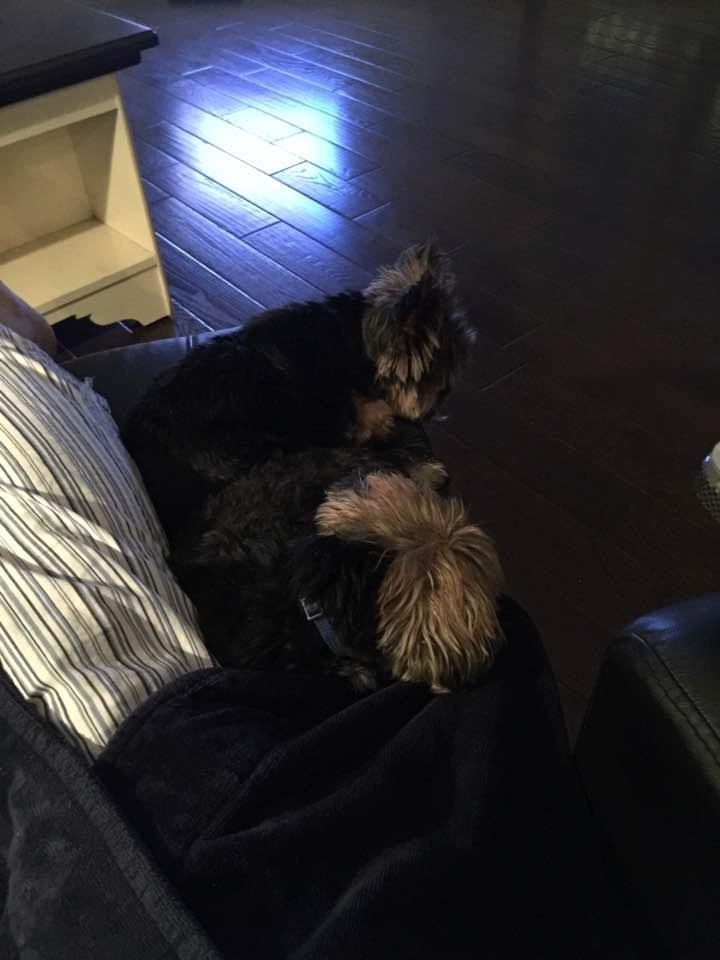My two boys snuggling up early in the morning. You don't think they love me, do you?