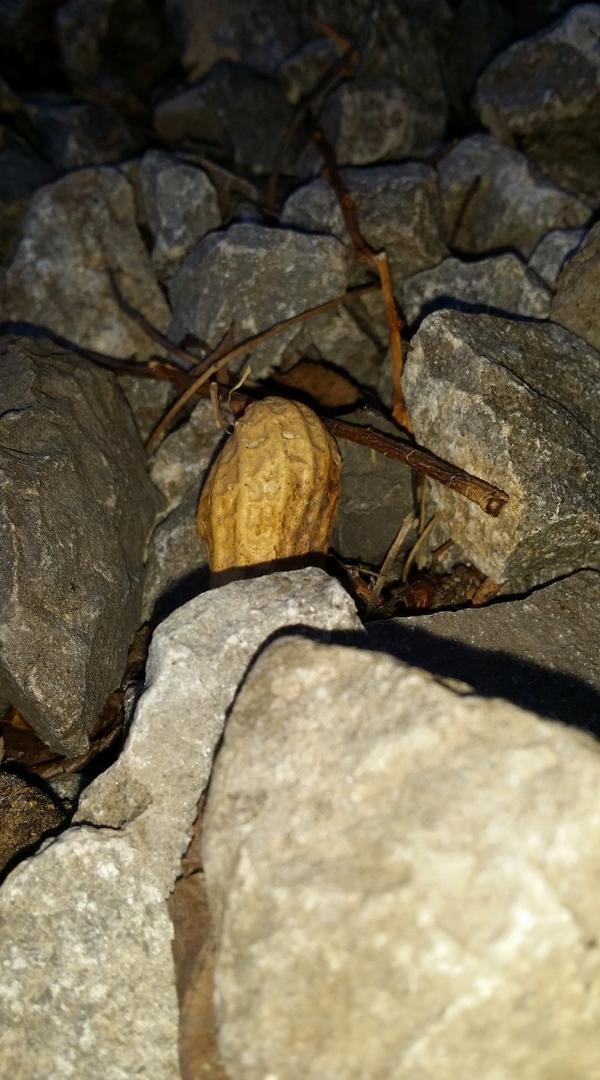 I keep finding peanuts the kid has stashed.....😎