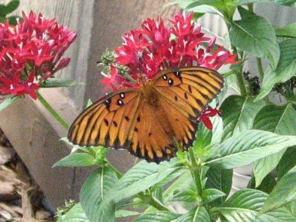 Tim Mooney's album, My butterfly garden