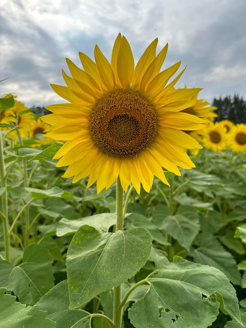 🌻