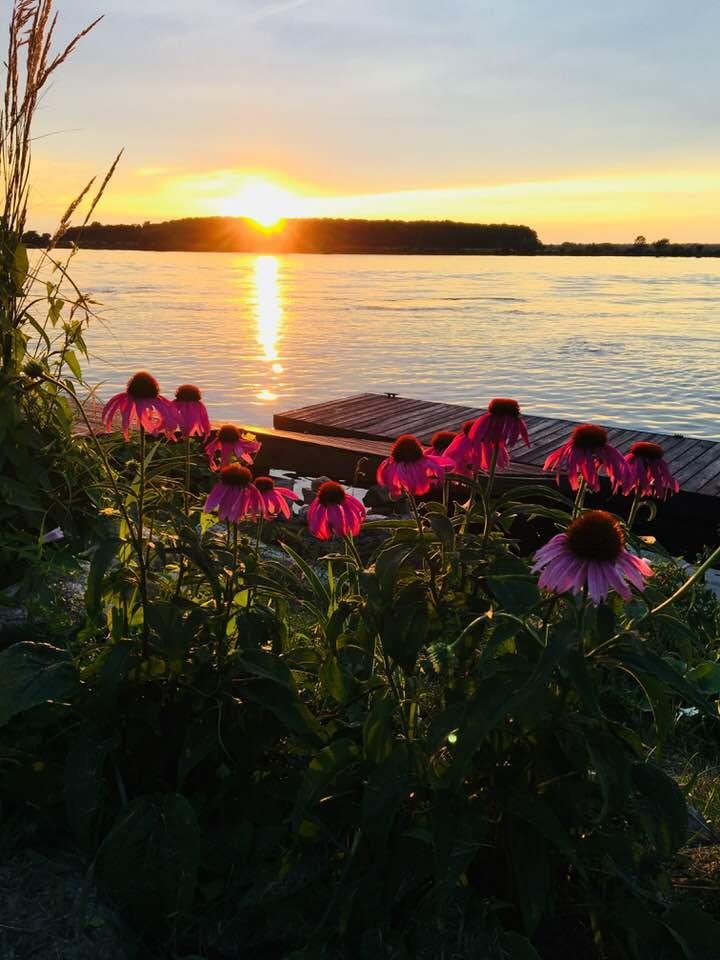 Cone flowers ... thanks Pat!!!