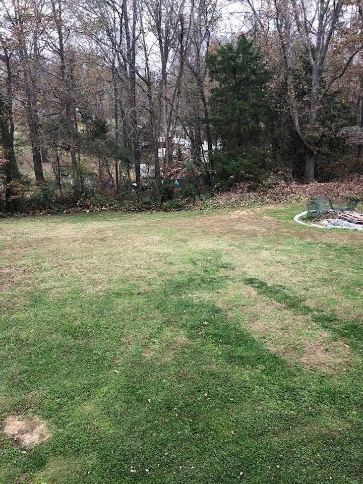 The yard has been de-leaved...