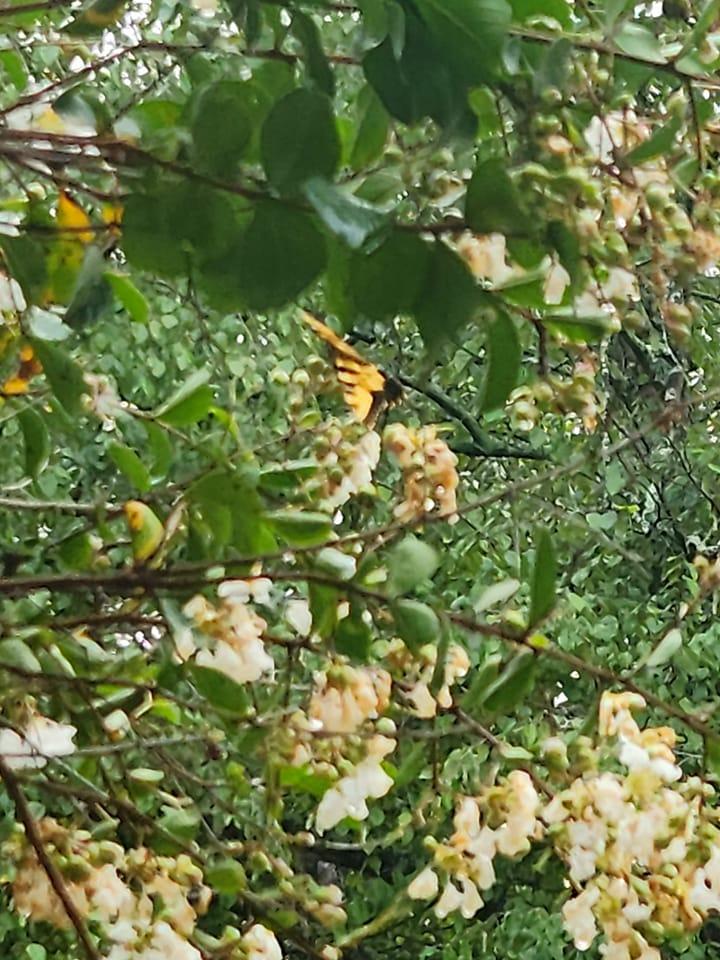 Find the butterfly 🦋
