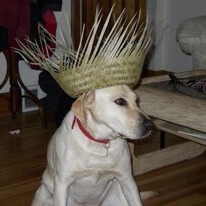 Frosty better known as Meathead, Big Dog we are remembering our loss - now two years!