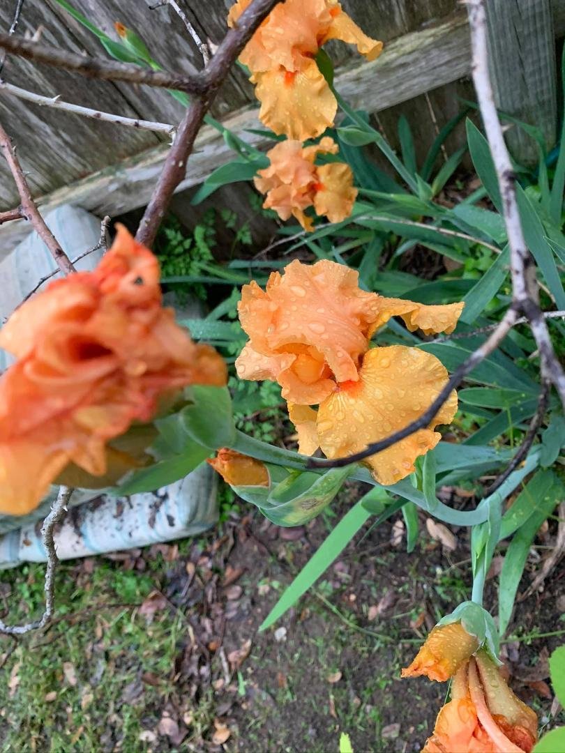 Beth Gates' album, Mobile uploads
