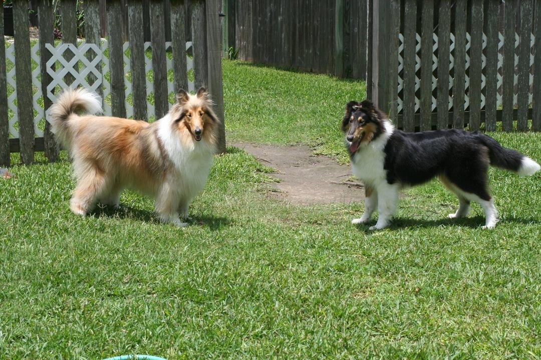 Our "little" girls, Madeleine(2) & Rilla(5 1/2 months).