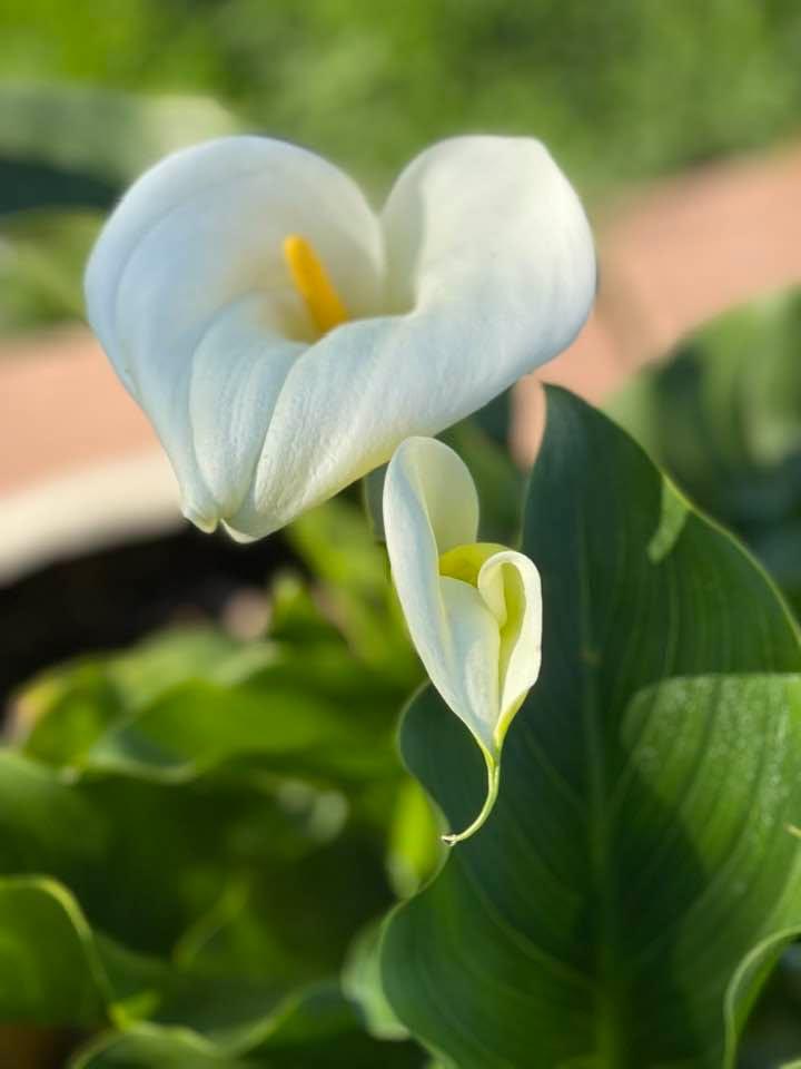 Good morning,  enjoy your Sunday.
