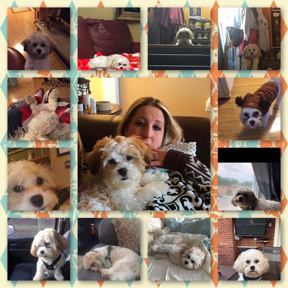 Happy Birthday Gizmo 🎂