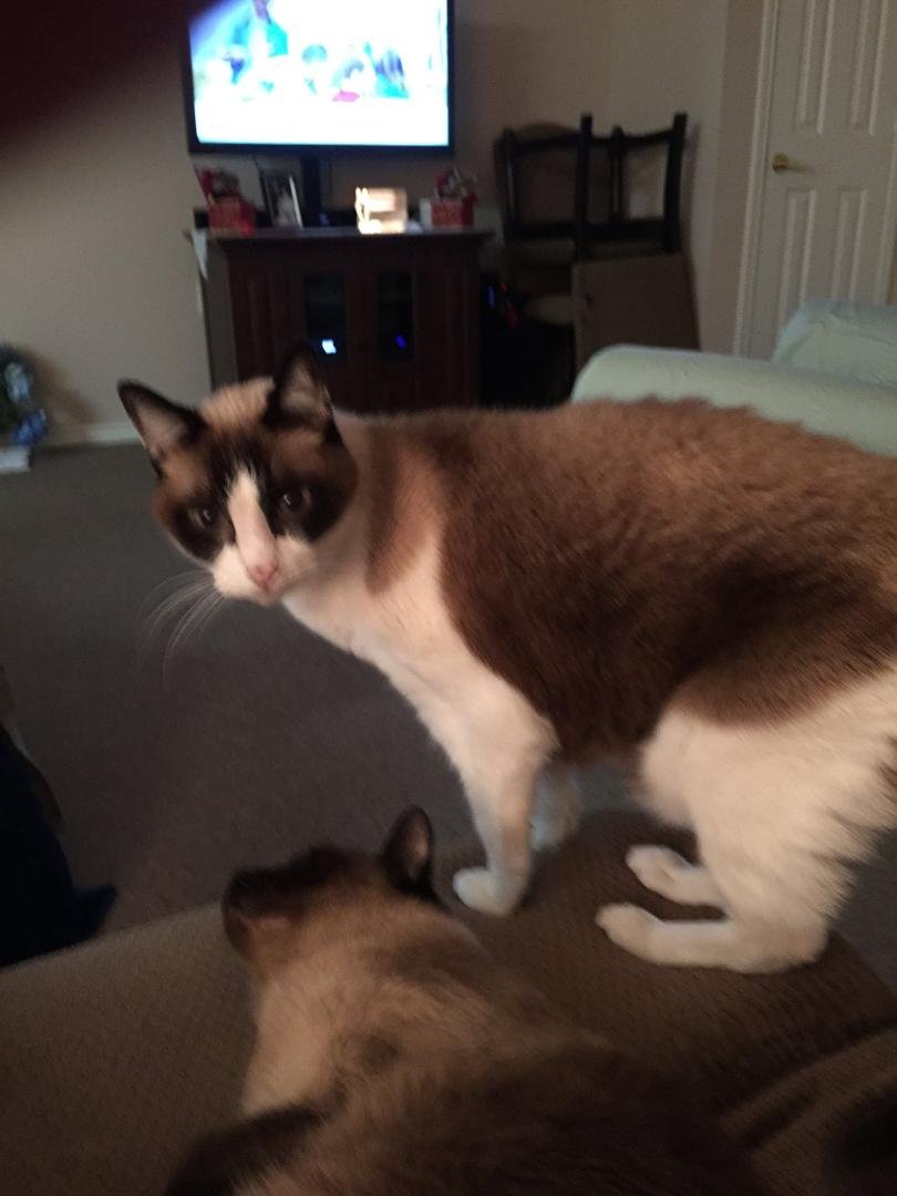 Silly kitties