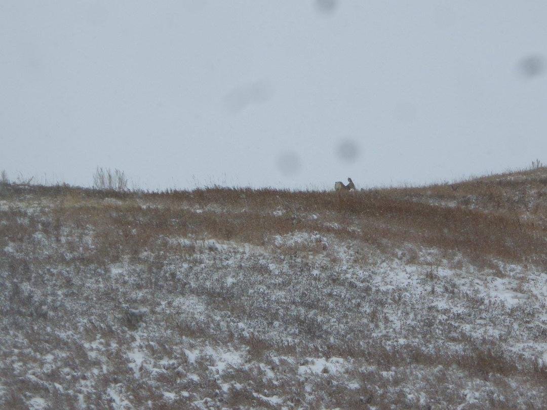 Robert Steer's album, Lots of deer around