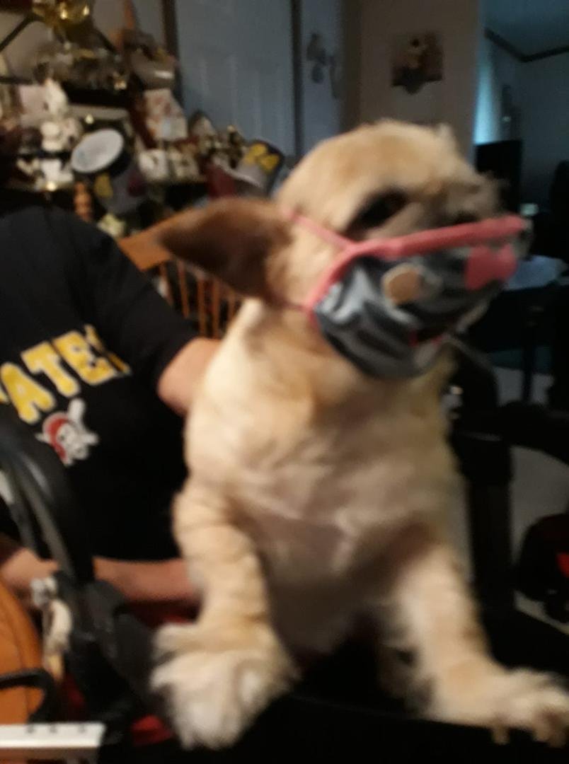 Blossom has her mask on...it's a kitty cat mask...🐾♥️
.