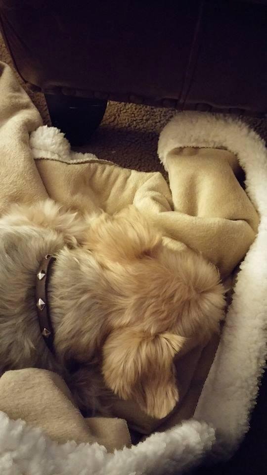 Charlie snuggled up on my lap curled in the new throw
Cold outside warm inside