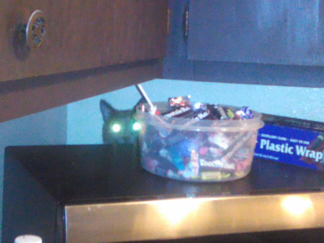 My cat hiding and trying to steal candy