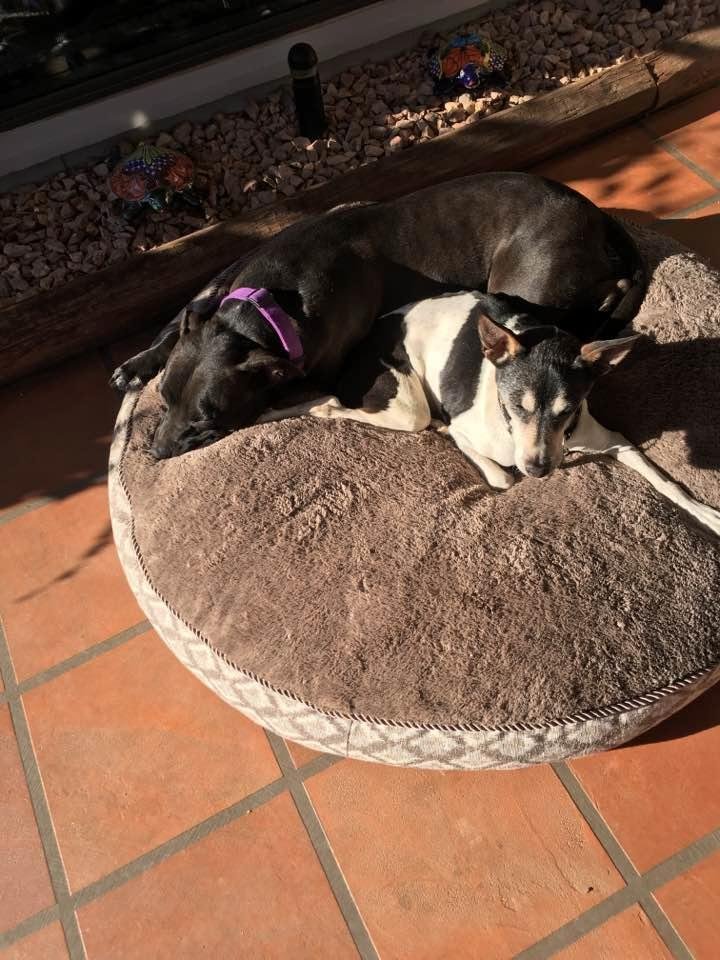 Looks like another tough day! Molly and Fred after breakfast!