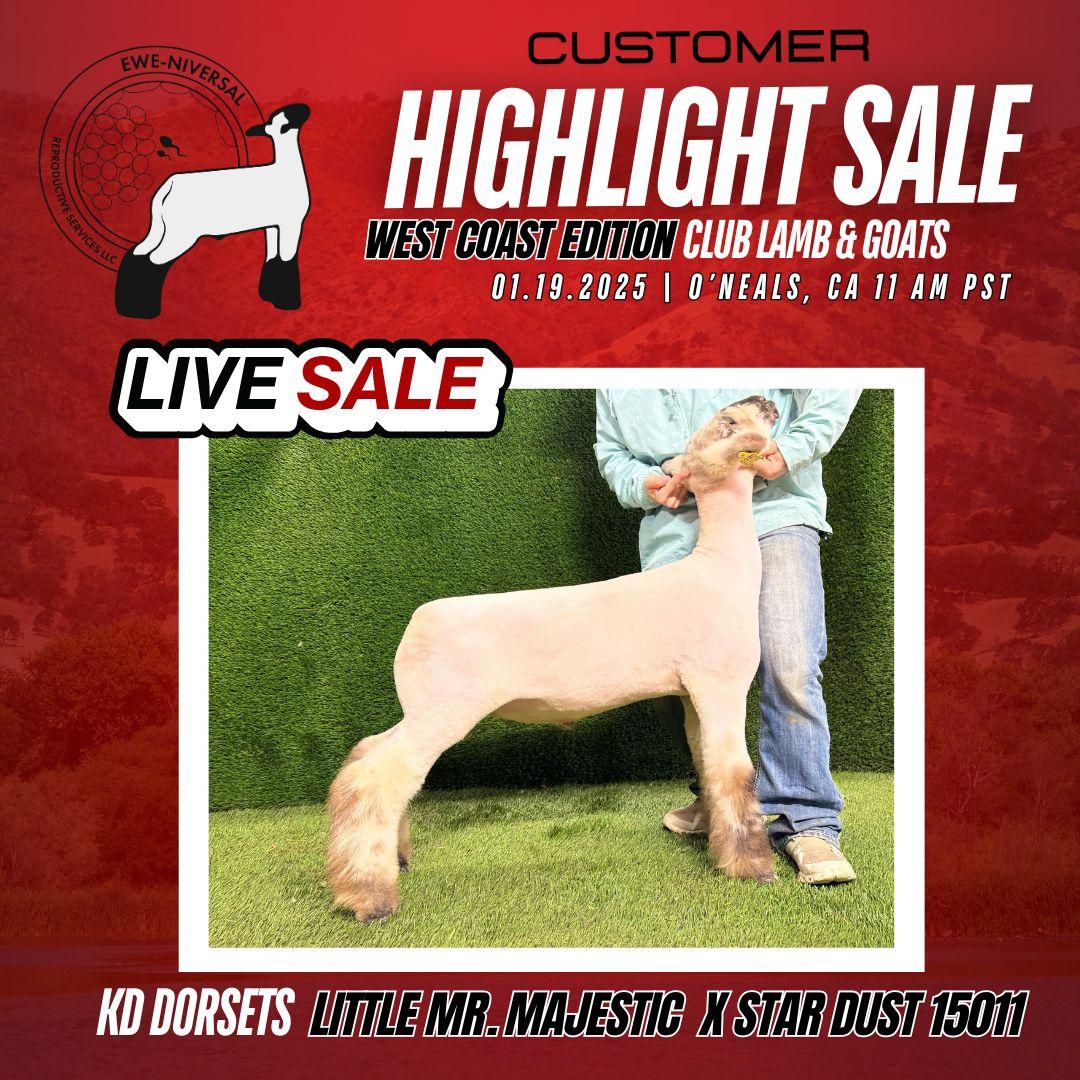 Looking for a good speck?
Selling today live! Online bidding available on Willoughbylivestock.com