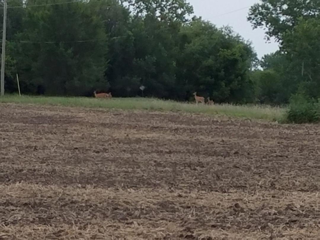 Linda Marfisi Sell, I'll take your deer and raise you 3....lol