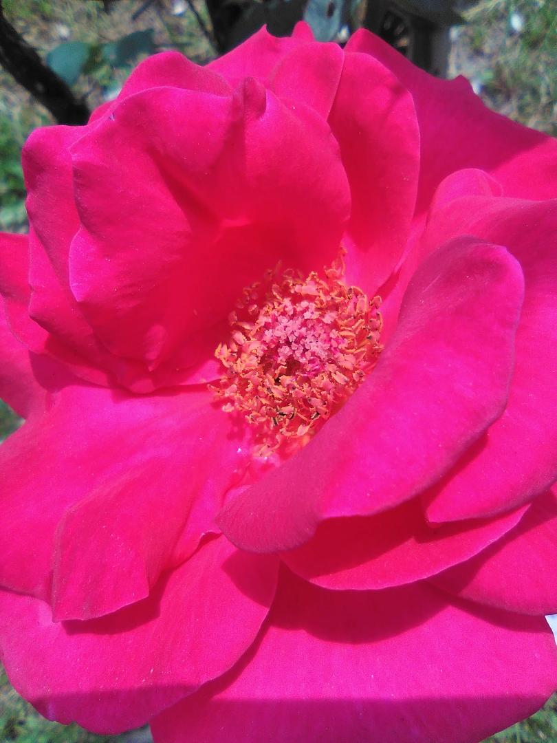 Here is your rose mom!!! Love you and miss you with ALL my Heart