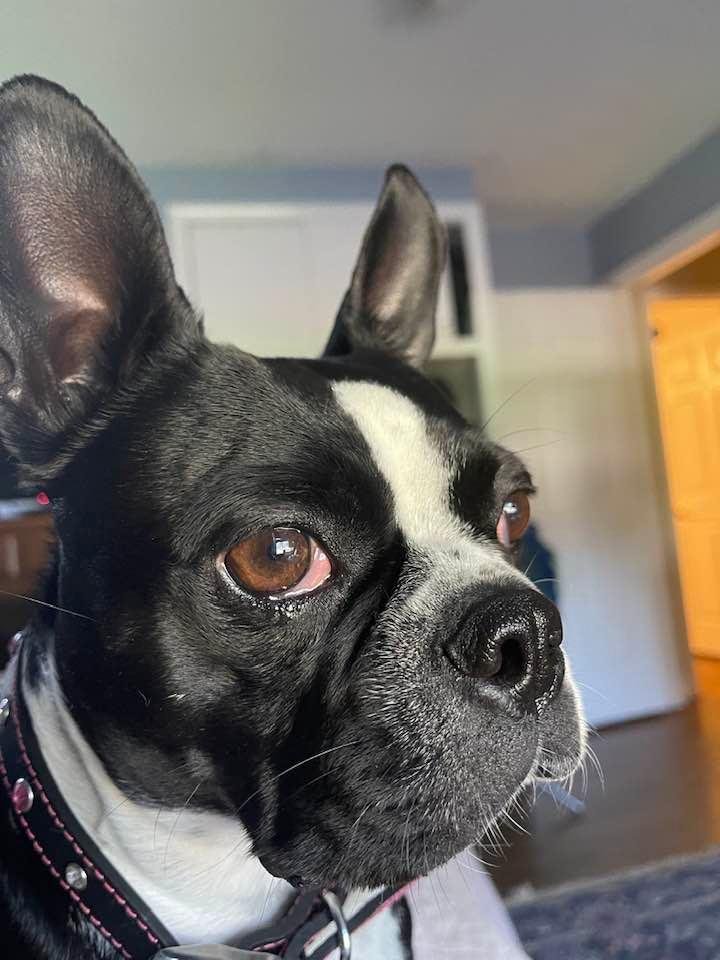 Rosie loves to look out my bedroom window.