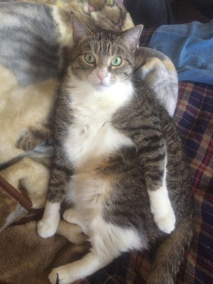 Thank goodness these holidays are over now I can relax!🐱🐈🐾