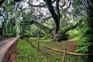 Gordon Malone's album, Secession Oak Bluffton South Carolina