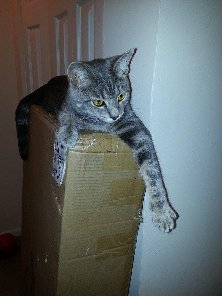 New hang out. Lurking for Buddy