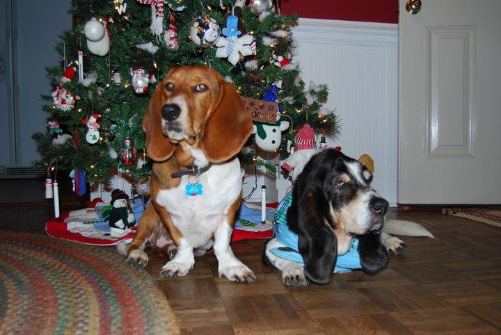 This is my three year old basset hound name Ginger with her sister Annabelle. Christmas 2009