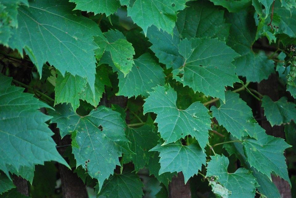Richard Pfeffer's album, Timeline Photos