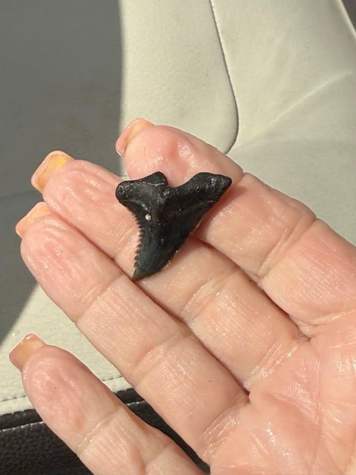 Perfect little Hemipristis (snaggletooth shark)