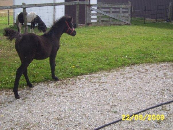 Brilissa"s Dark Knight (Inky)