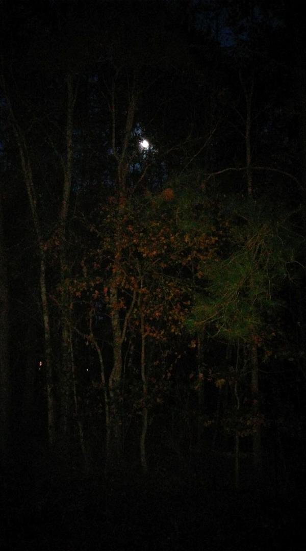 Southern moonlight on the patio. 60 degrees.