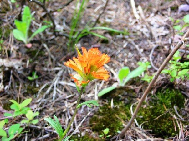 Patsy Crumpacker's album, Glacier National Park - 2009