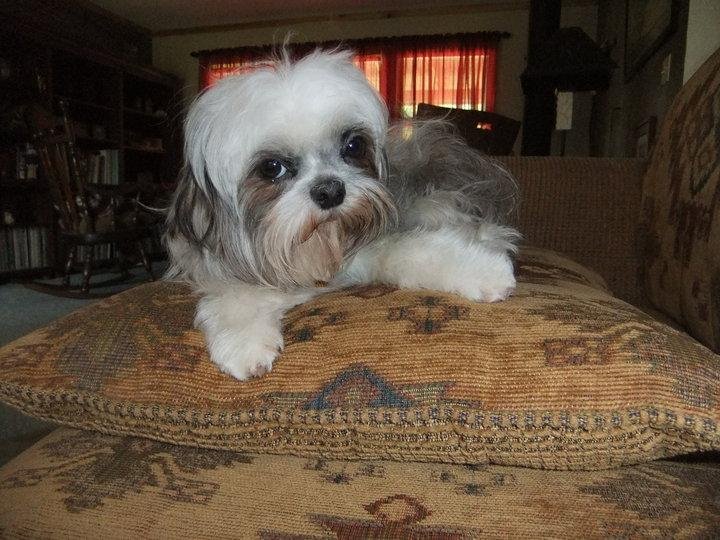 Rosie just got home from the groomer and is ready to go to Michigan!
