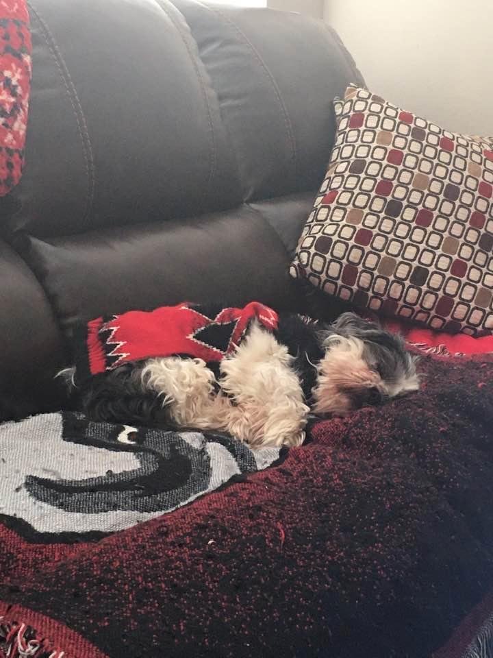 My spoiled rotten furry kid.