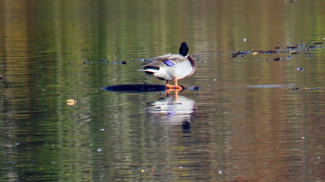And they walk on water. #immaculateduck