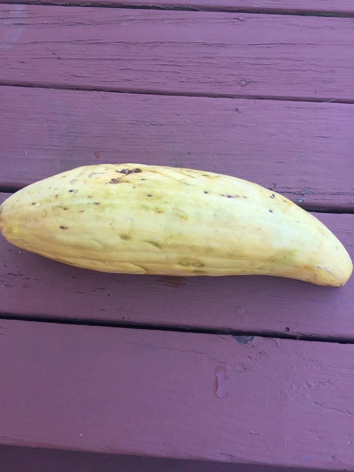 Gilbert Cundy your seeds are on the way to Texas. Banana cantaloupe!