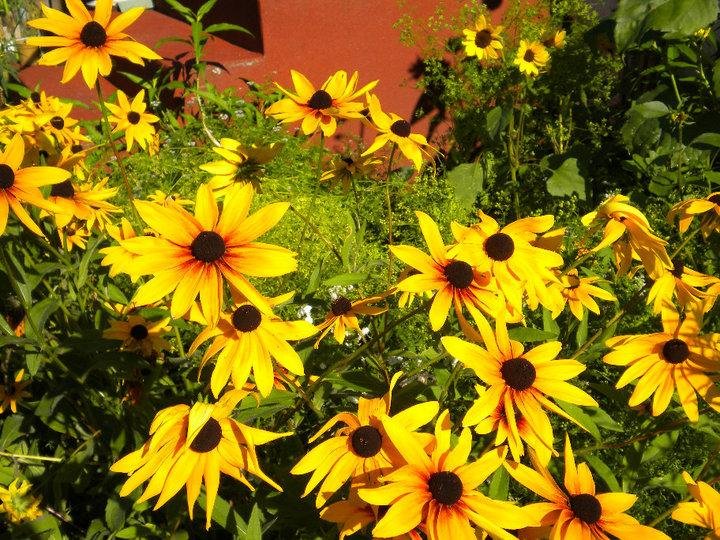 Black-eyed Susans