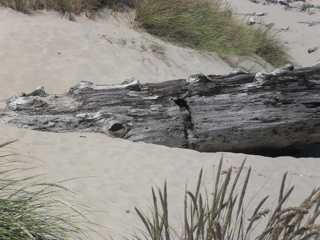 I like this photo. Call it "Gator in the sand dunes."
Actually, it is a log.