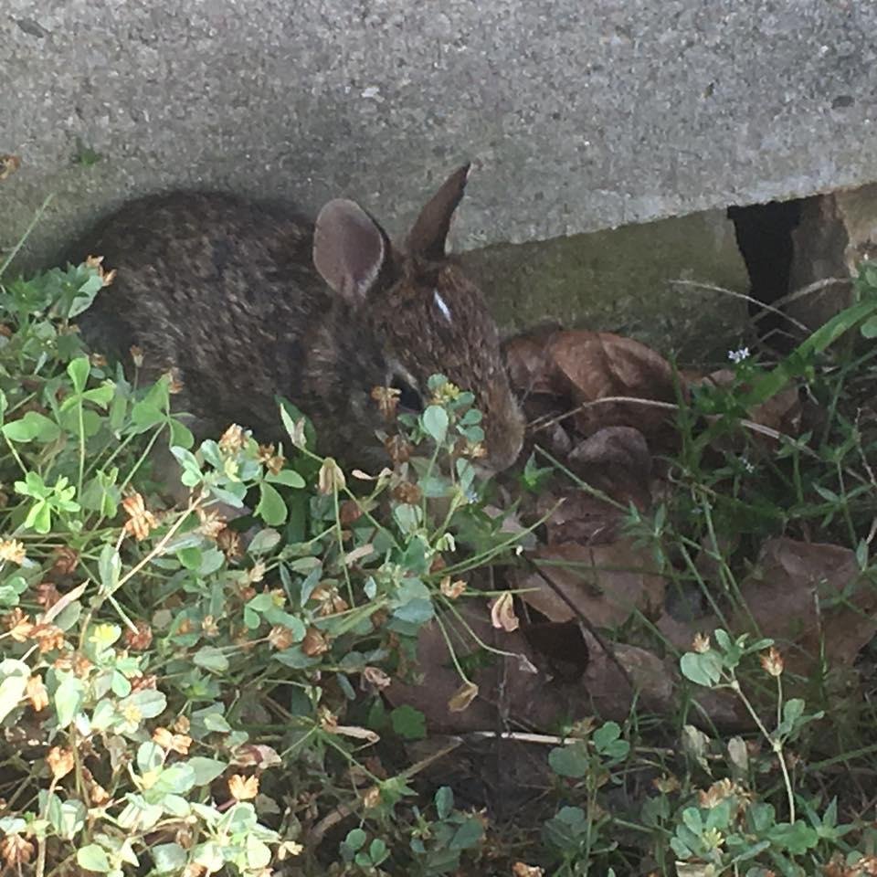 Hubby just found these adorable babies when he was mowing the lawn. He gave them plenty of room. The babies fit in the palm of your hand!!❤️❤️❤️