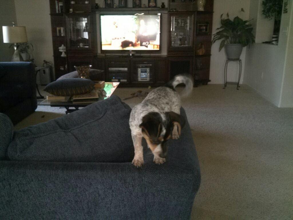 She thinks she is super dog