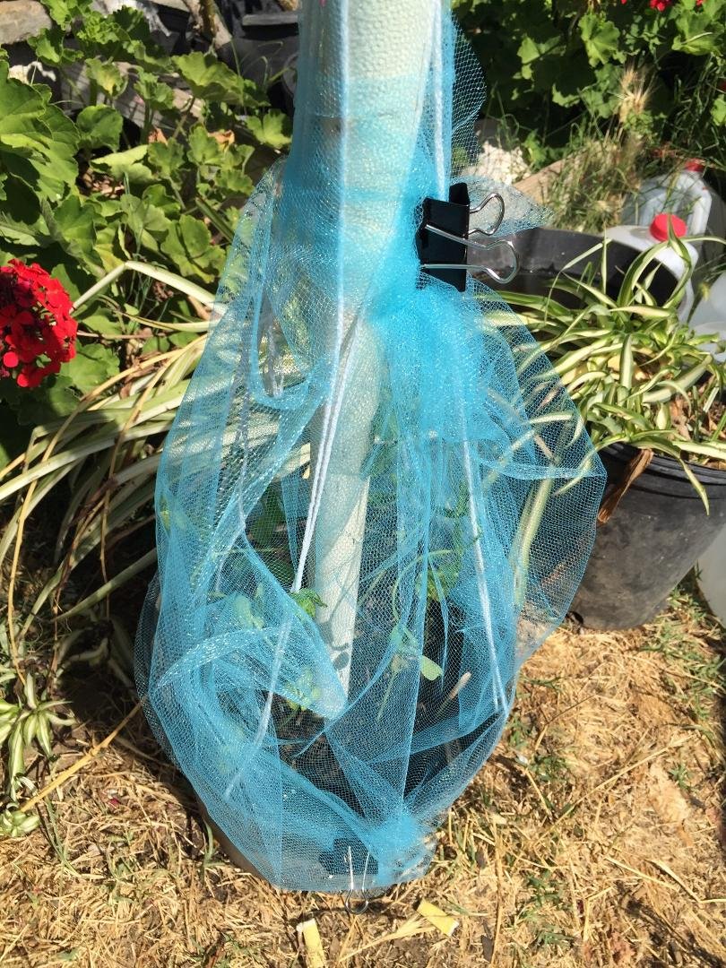 Testing testing
My experiment for this morning. It’s loose on purpose, because we get a lot of wind and I want to see if this will help to keep these darn chickens out of pots. If it does I can wrap it around raised beds a