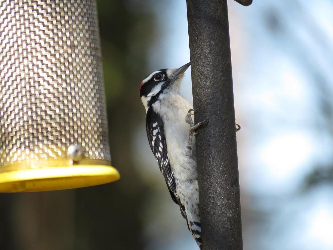 Downy Woodpecker. Every day visitor for nut-based suets.
