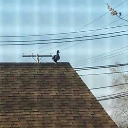 This DUCK was on my garage roof this morning.