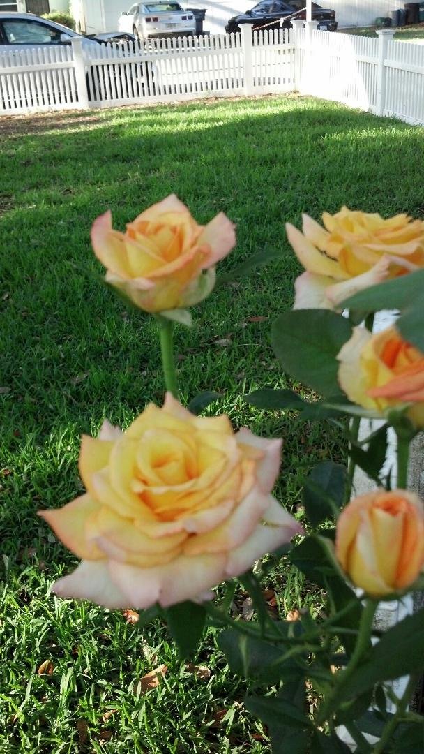 Good morning, its a beautiful one.