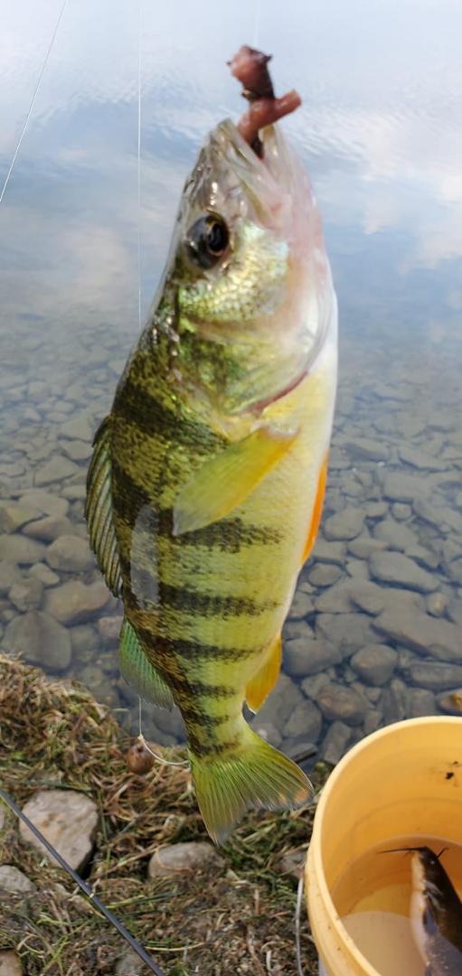 12 incher